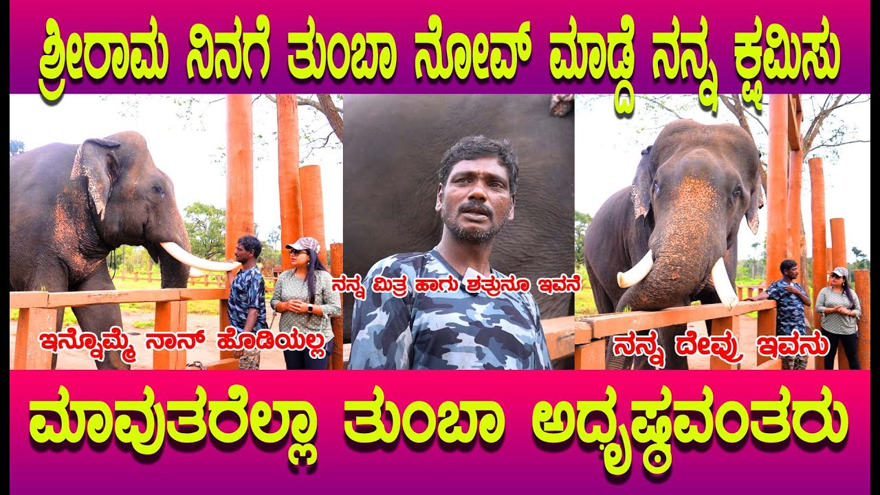 ಶ್ರೀರಾಮ ಆನೆ ಕ್ಷಮೆ ಕೇಳಿದ ಮಾವುತ, ಆನೆ  ಮತ್ತು ಮಾವುತನ ಸಂಬಂಧ ಹೇಗಿದೆ ನೋಡಿ Sri Rama Elephant Dubare Camp