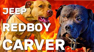 Los linajes de Pitbull Carver, Jeep y Redboy: Explorando su legado en los APBT