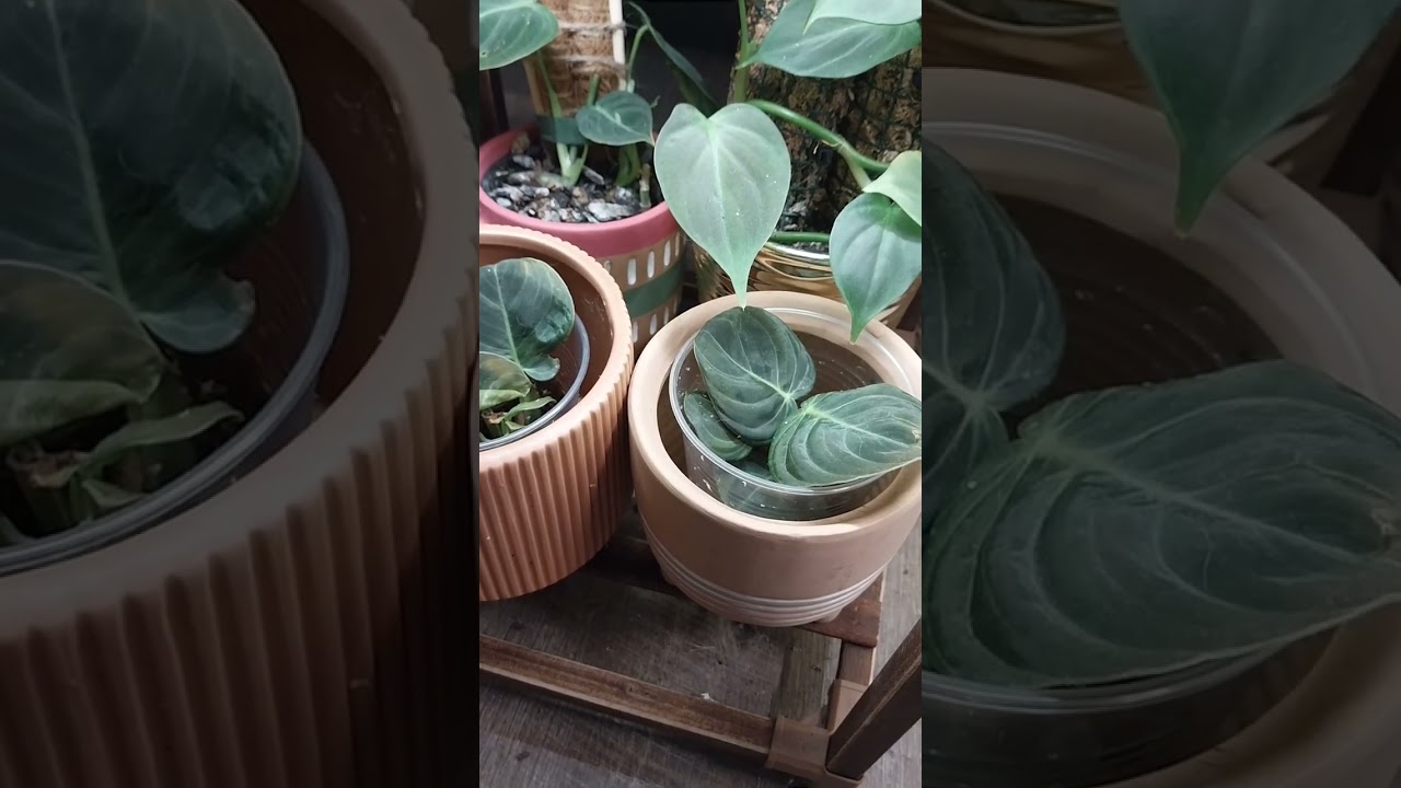 February 2026 Plant Collection Tour Part 2