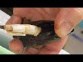 ムラサキイガイ（ムール貝）の使い方紹介。貝柱の反対方向（真っすぐした面）をこじ開けて、殻が付いたまま針を刺して使います。こうすればエサ取り対策にもなります。底物魚、チヌ（黒鯛）釣り餌使い方説明。