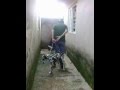 Adestrando Dalmata Priscila na sua primeira aula de obediencia