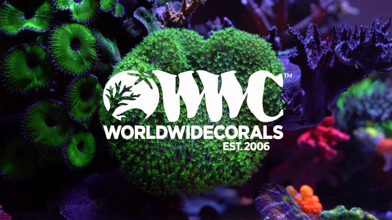 Japanese Toadstool coral in our 293 Display (4K) - YouTube