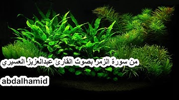 أجمل تلاوة من سورة الزمر بصوت القارئ عبدالعزيز العسيري