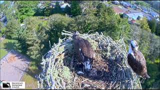 Seaside Osprey Nest, Oregon - May 31st to June 02 2024 In memoriam chick no. 3 extended video