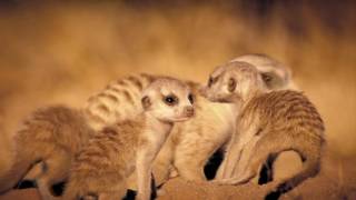 نادى قتال الحيوانات الحلقة الاولى Animal Fight Club Savanna Smackdown