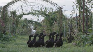 Meet the Floret Ducks by Floret Flower Farm 86,279 views 1 month ago 9 minutes, 36 seconds