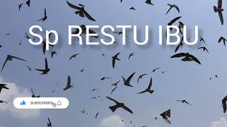sp restu ibu