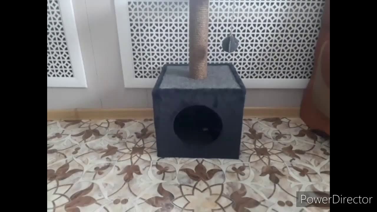 #приколскотом