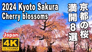 2024 京都の満開桜選 Full bloom cherry blossoms in Kyoto 花見 京都観光 醍醐寺 東山 清水寺 嵐山 東寺 円山公園 祇園白川 二条城 日本の桜 Japan