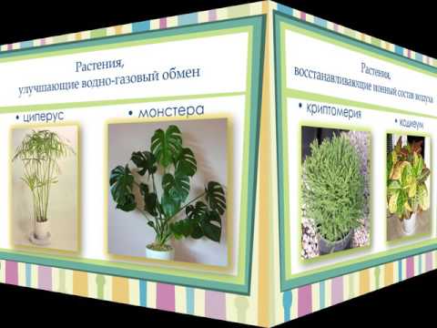 Полезные свойства комнатных