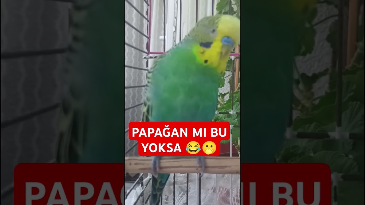 Papağan Mı Bu Yoksa 🫢 #muhabbetkuşufıstık #muhabbetkuşu #muhabbetkuslari #birds #kuslar #parrot