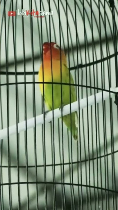 Lovebird durasi panjang jeda rapat