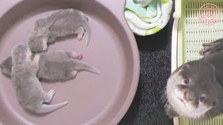 カワウソ赤ちゃんが行方不明！？The baby is missing!?【baby otter】 by カワウソ-Otter channel 4,604 views 2 years ago 2 minutes, 37 seconds