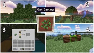 5 facts about the oak seedling