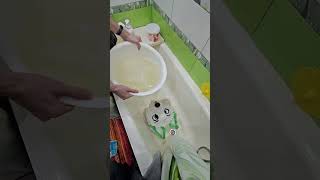 Стирка фурсьюта часть 9 #grinya #kurgan #Гриня #курган #фурри #furry #shorts