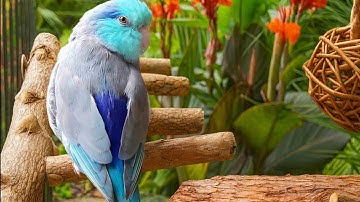 PARROT TV 📺🌴 REAL BIRDS SINGING SOUNDS 🌺 RELAXING NATURE 10 HOURS FORPUS PARROTLET