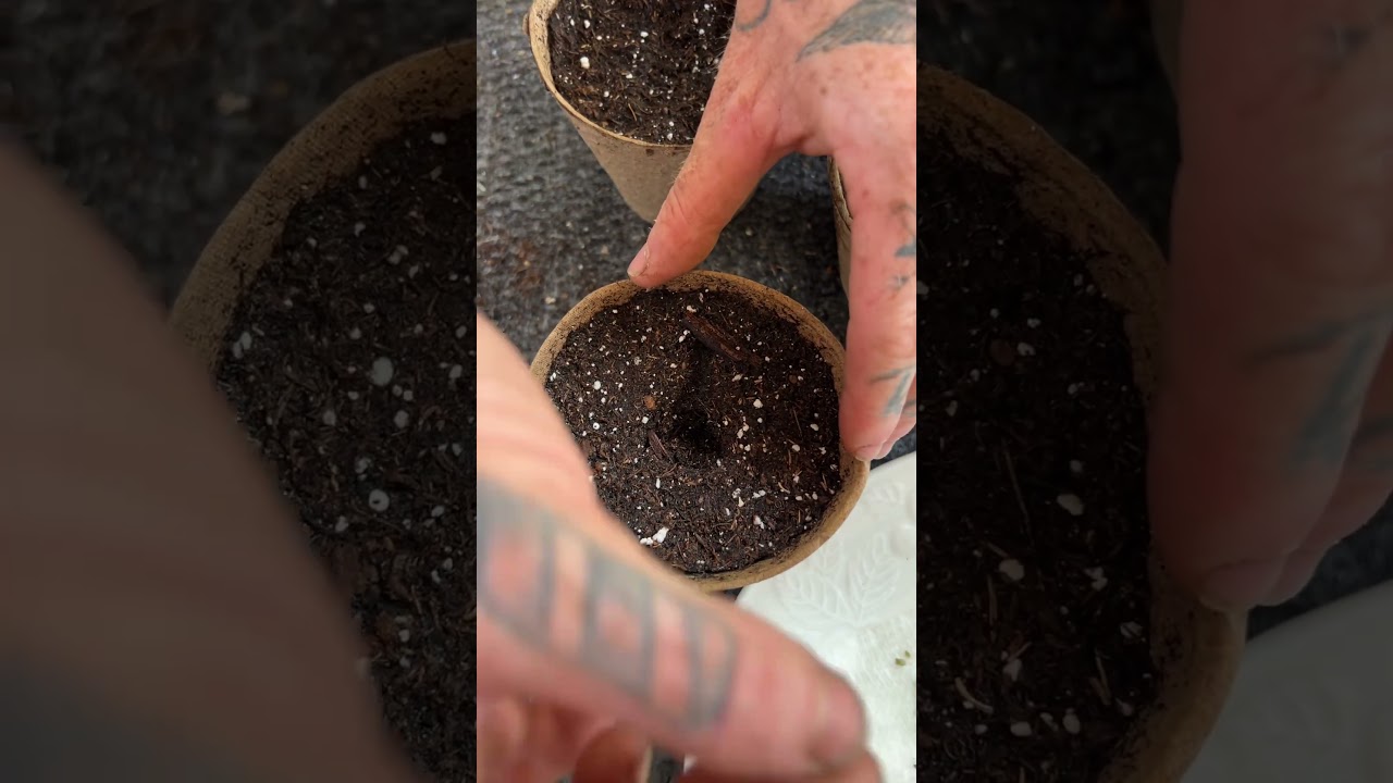 Germinate seeds and transplant them into soil 
