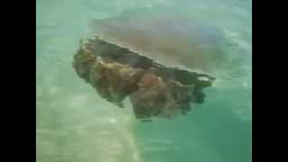 Giant jellyfish near the beach. Phuket. by watermelon 62,658 views 14 years ago 42 seconds