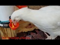 Super Easy PVC Chicken Waterer