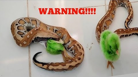 Green Chiks Is Slowly Eaten By A Blood Python [Live Feeding Education