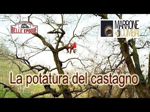 Video: Suggerimenti sulla potatura del castagno - Scopri come tagliare un castagno