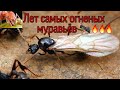 Лет самых опасных муравьёв Solenopsis geminata