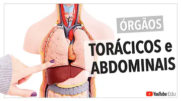 Quais os órgãos que fazem parte do abdome superior?