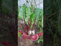 Beautiful LADY Inside A BEET рџ ґрџ ґ Shorts Vegetables Beet Trending Fyp Asmr Satisfying Fruits Beautiful LADY Inside A BEET рџ ґрџ ґ Shorts Vegetables Beet Trending Fyp Asmr Satisfying Fruits