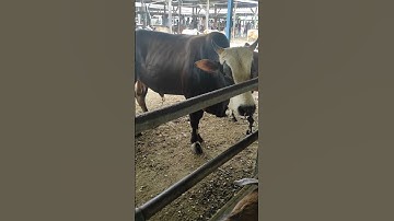 Sapi moo, suara sapi, sapi simental #shorts #cow #animals #lembu