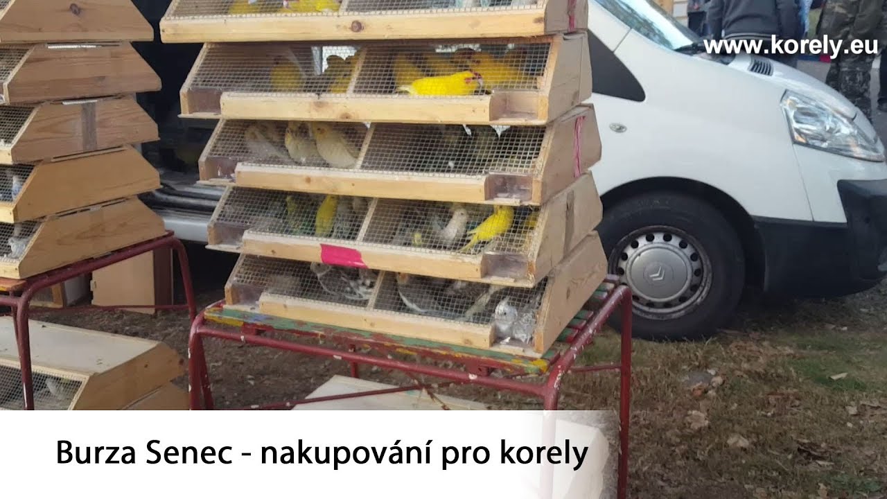Burza Senec - nakupování pro korely │KorelyEu