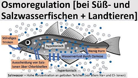 Warum brauchen Fische Salzwasser?