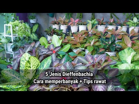 Video: Dieffenbachia Houseplant: Menumbuhkan Dan Merawat Tanaman Dumbcane