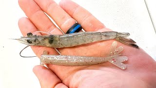 Canal Fishing: LIVE SHRIMP vs 'THE PRAWN'