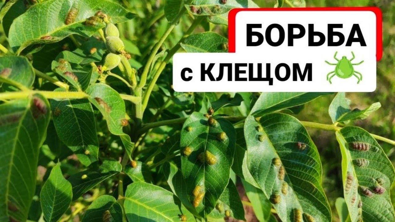 Войлочный клещ на винограде и орехе как бороться, препараты от всех ...