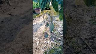 Thai katimon mango 🥭 plant available contact ☎️ 7063648973#fruit #mango #farming