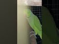 Parrot Bird talking ! cute 🥰 parrot Bird / parrot talking #parrot #talkingparot #petlover