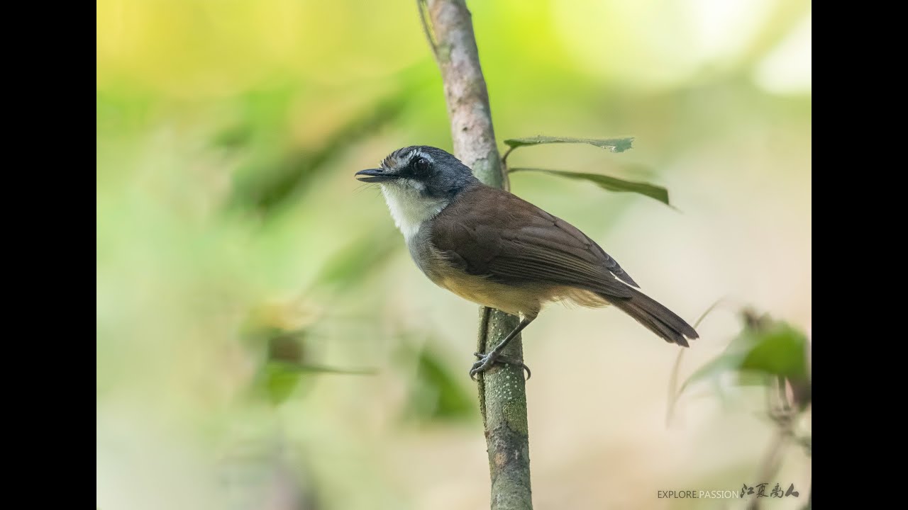 Gray breasted babbler灰头树鹛