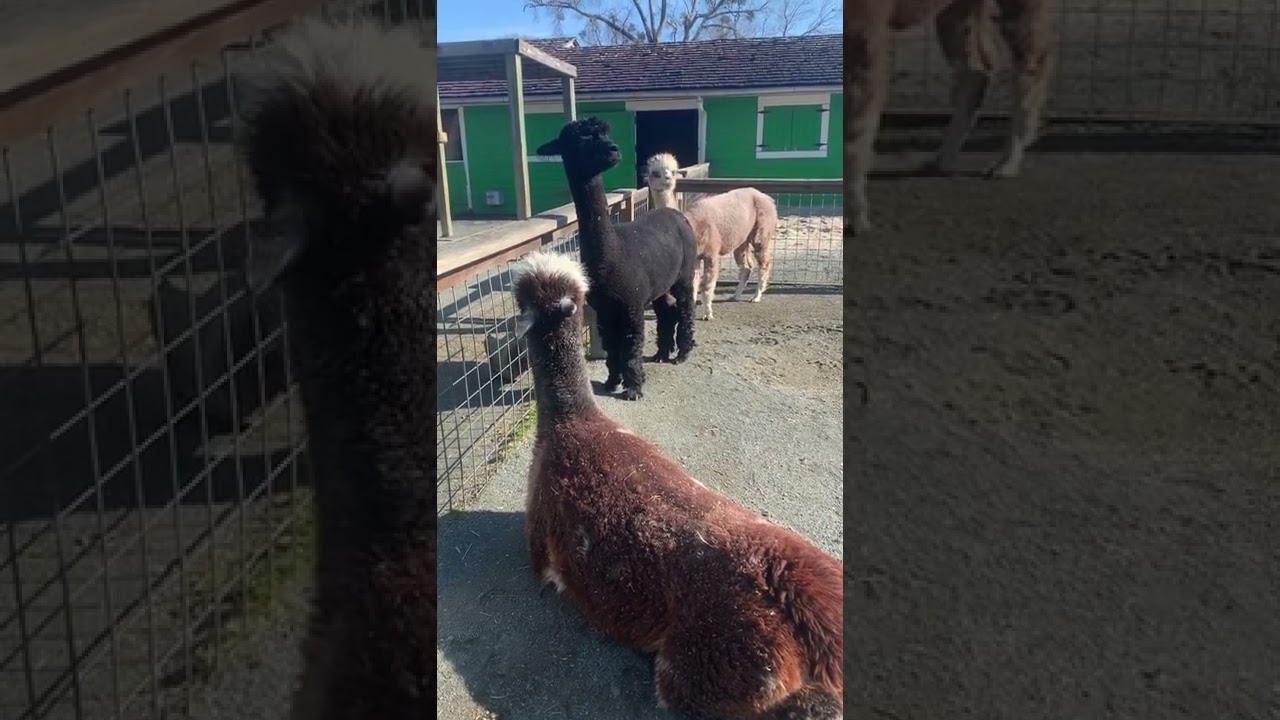 Vocalizing alpaca