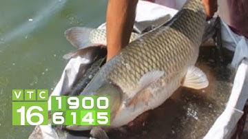 Xuất bán cá trắm cỏ với trọng lượng thế nào hợp lý? | VTC16