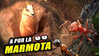 🏜️| ¿Tendremos suerte en la marmota? | en camino al 1G de daño! |🌏The Ants: U.K.🐜