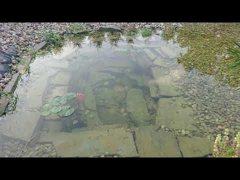 Видео: Как се лови в езерце