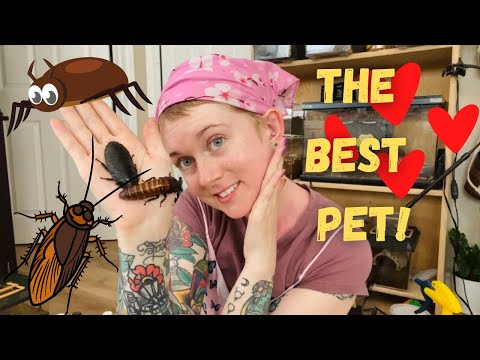 Video: Gândacii șuierători sunt animale de companie bune?