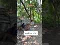 #funnyvideo#shortsfeed #comment #india#comdey#viralvideo#trendingshorts#home#viraindia#memes#feeds