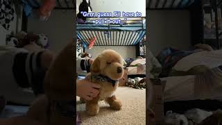 Live laugh love Weed (don’t mind my room and my brothers bed 💔💔) #dogboy #furry #therian #antizoo