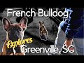 DAY IN THE LIFE OF A FRENCH BULLDOG | TRAVEL VLOG | Monte Explores Greenville, SC