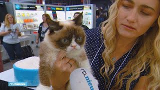 Overleden internetsensatie 'Grumpy Cat' leverde baasje miljoenen op - RTL NIEUWS