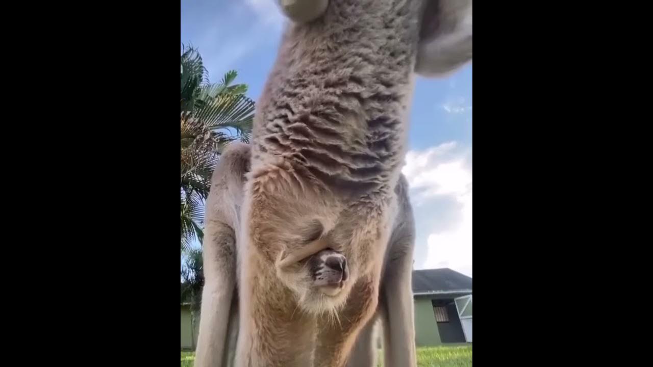 What The Inside Of A Kangaroo Pouch Looks Like YouTube