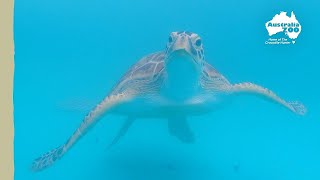 World Sea Turtle Day Wildlife Warriors Missions