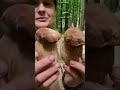 Ностальгія по лісу #ліс #гриби #літо #грибники #гриби2025 #грибнийсезон