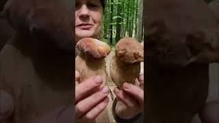 Ностальгія по лісу #ліс #гриби #літо #грибники #гриби2025 #грибнийсезон